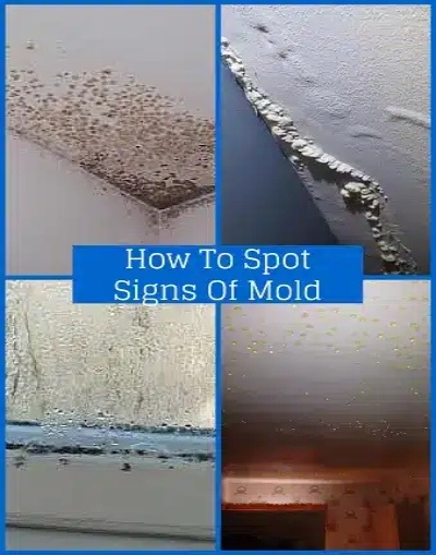 Signs of mold in your home in Massachusetts & New Hampshire by Coastal Windows & Exteriors — expert mold inspection MA & NH, fix water damage MA, prevent indoor mold MA & NH.
