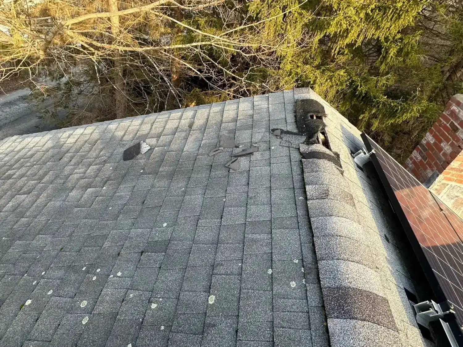 moss on roof. summer roof guide