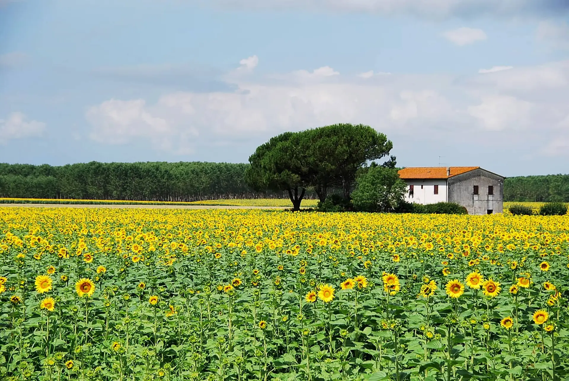 A field full of blooming sunflowers stretches toward a small white house with a red-tiled roof, adding summer curb appeal amid trees in the background under a partly cloudy sky.